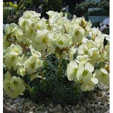Saxifraga 'Zlatý kuň'