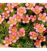 Saxifraga 'Leonardo da Vinci'