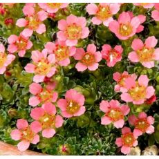 Saxifraga 'Leonardo da Vinci'