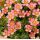 Saxifraga 'Leonardo da Vinci'
