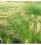 Stipa tenuissima 'Ponytails'