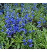 Veronica prostrata 'Goldwell'