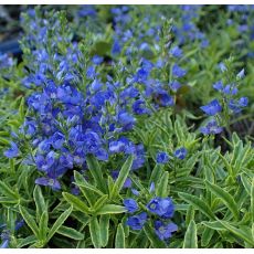 Veronica prostrata 'Goldwell'