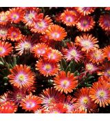 Delosperma 'Sunstone'