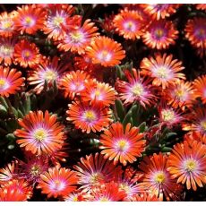 Delosperma 'Sunstone'