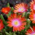 Delosperma 'Sunstone'