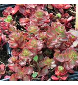 Sedum spurium 'Fuldaglut'