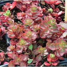 Sedum spurium 'Fuldaglut'