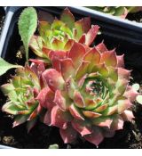 Sempervivum 'Falconett'