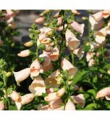 Digitalis purpurea 'Dalmatian 'Apricot'