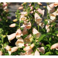 Digitalis purpurea 'Dalmatian 'Apricot'