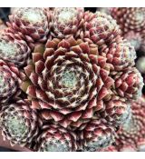 Sempervivum 'Sprite'