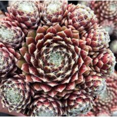 Sempervivum 'Sprite'