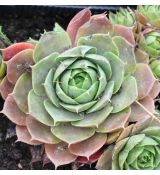 Sempervivum 'New Rose'