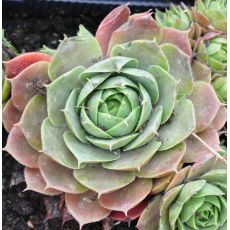 Sempervivum 'New Rose'