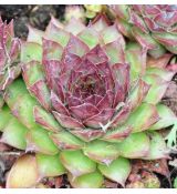 Sempervivum 'Dark Beauty''