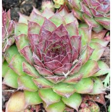 Sempervivum 'Dark Beauty''