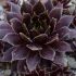 Sempervivum 'Dark Beauty''