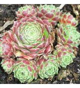 Sempervivum 'Edwards Balls'