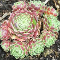 Sempervivum 'Edwards Balls'