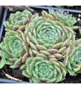 Sempervivum webbianum