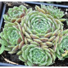 Sempervivum webbianum