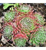 Sempervivum 'Jet Stream'