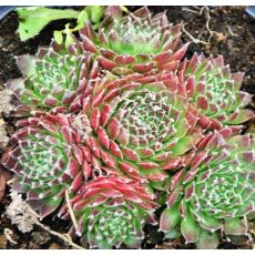 Sempervivum 'Jet Stream'