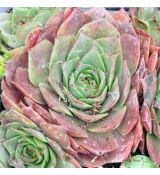 Sempervivum 'Rauher Kulm'