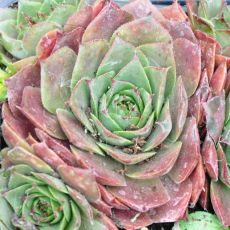 Sempervivum 'Rauher Kulm'