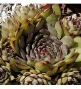 Sempervivum 'Ockerwurz'