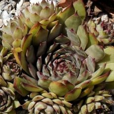 Sempervivum 'Ockerwurz'