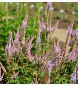 Veronicastrum virginicum 'Adoration' 1l