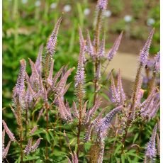 Veronicastrum virginicum 'Adoration' 1l