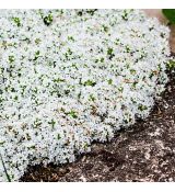 Thymus praecox 'Albiflorus'