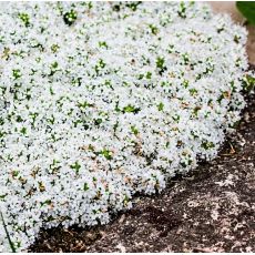 Thymus praecox 'Albiflorus'