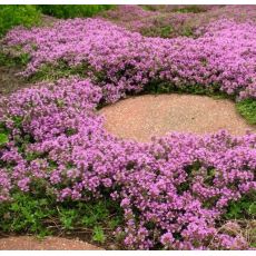 Thymus serpyllum