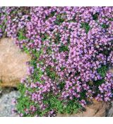 Thymus pygmaeus