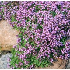Thymus pygmaeus