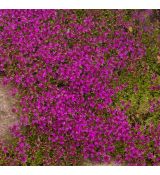 Thymus serpyllum 'Red Carpet'