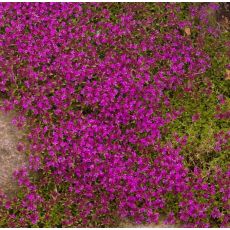 Thymus serpyllum 'Red Carpet'