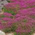 Thymus serpyllum 'Red Carpet'