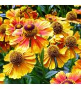 Helenium 'Carmen' 