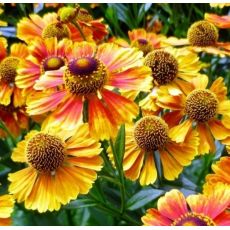 Helenium 'Carmen' 