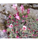 Saxifraga 'Sázava'