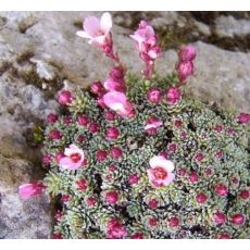 Saxifraga 'Sázava'