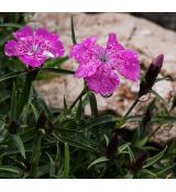 Dianthus callizonus 'Kremnica'