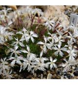 Dianthus  'Berliner Snow'