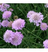 Scabiosa columbaria 'Pink Mist' 