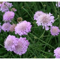 Scabiosa columbaria 'Pink Mist' 